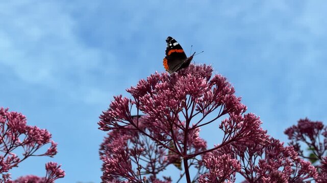 Graceful Red Admiral on Spotted Joe-Pye Weed, Vanessa atalanta with Eupatorium maculatum