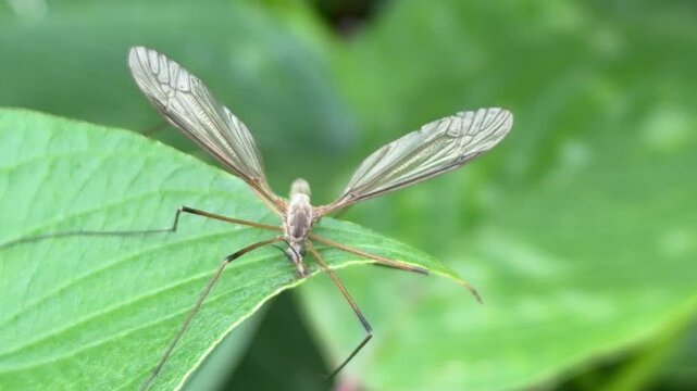 Tipula paludosa (crane fly), commonly known as daddy longlegs or mosquito hawk, rests on a bright green leaf with translucent veined wings and slender legs; ideal for entomology textbooks, nature docu