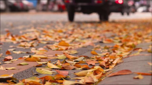 Autumn leaves scattered on city sidewalk with blurred traffic in background, shallow depth of field