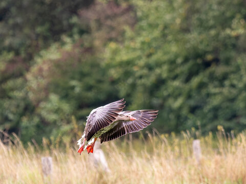 Graugans im Anflug &uuml;ber einer Sommerwiese