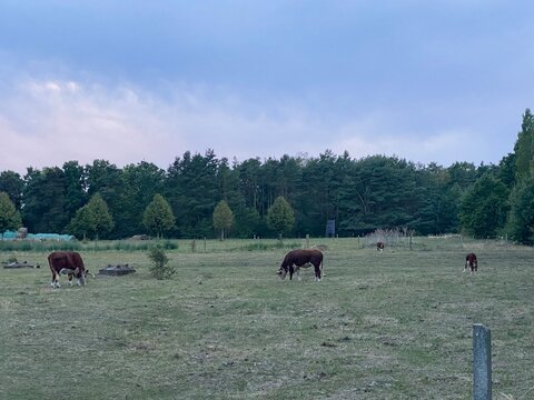 Rinder grasen auf einer weitl&auml;ufigen gr&uuml;nen Weide vor einem Waldrand. Landwirtschaft, Viehzucht, Freilandhaltung, Weidewirtschaft, Tierhaltung und l&auml;ndliche Natur.