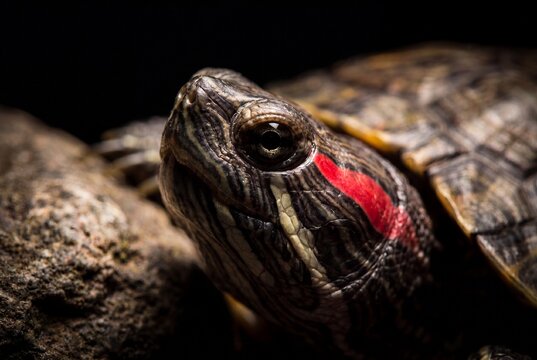 Red Eared Slider Turtle Close Up Macro Head Detail with Vibrant Marking