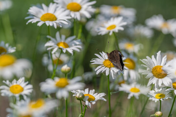 Fototapeta premium Butterfly dancing on a daisy as the sun warms a vibrant meadow in springtime splendor
