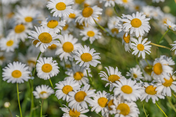 Obraz premium Vibrant daisies bloom in a sunlit meadow, creating a cheerful tapestry of white petals and yellow centers