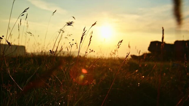 Tall grass swaying in the wind during sunset