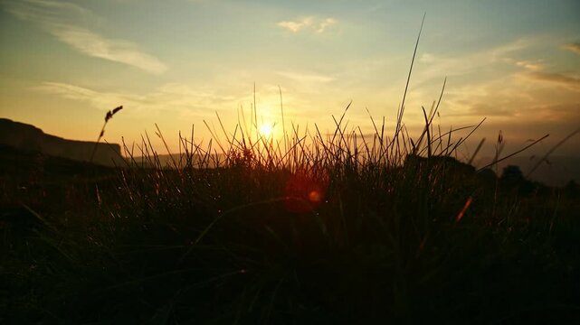 grass blades swaying in wind with sunset background