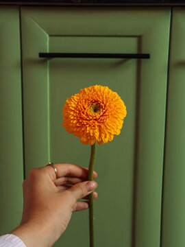 Hand holding single orange flower against green cabinet, vibrant minimal floral composition.