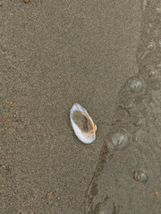Small seashell with water bubbles on wet beach sand, calm coastal scene. © Anastassiya 