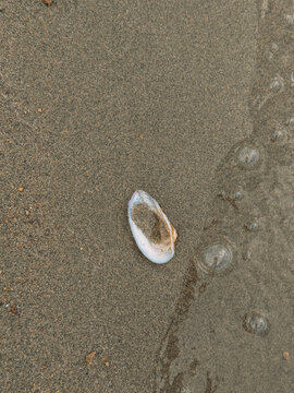 Small seashell with water bubbles on wet beach sand, calm coastal scene.