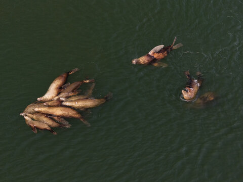 Aerial view of a group of seals swimming together in the dark water of the bay in Unalaska, Alaska, United States.