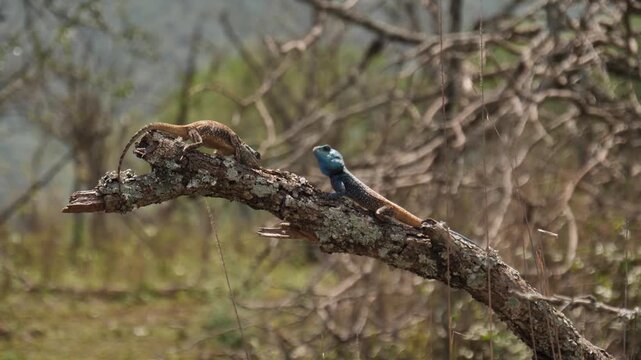 Two colorful oriental garden lizards interacting on a dry tree branch in a natural forest habitat.