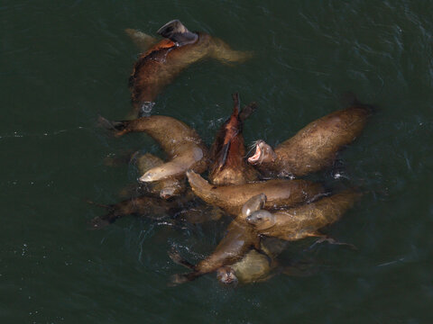 Aerial view of a group of sea lions swimming and interacting in the dark water near Unalaska, Alaska, United States.