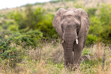 African elephant facing camera in the wild © Eliya