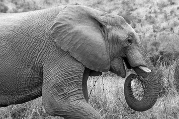 Black and white portrait of an African elephant in the wild © Eliya