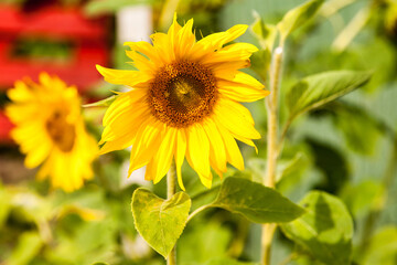 Fototapeta premium Sunflowers Blooming in a Warm Summer Garden