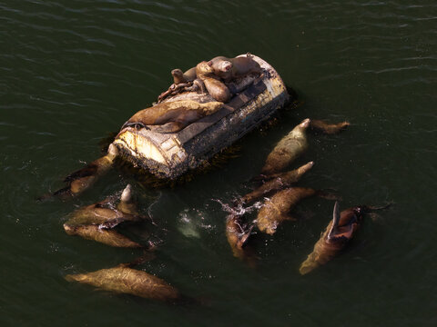 Aerial view of a group of sea lions resting on a large floating buoy in the dark water of Unalaska, Alaska, United States.