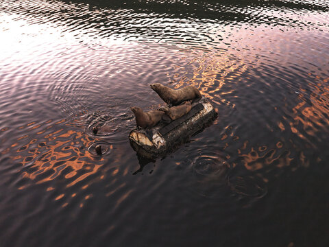 Aerial view of seals resting on a floating log in the water in Unalaska, Alaska, United States.