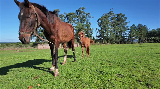 Brown mare and her light brown foal standing over green grass field at farm on a sunny morning. Camera closeup panning left, shot on 4K at 24 fps.