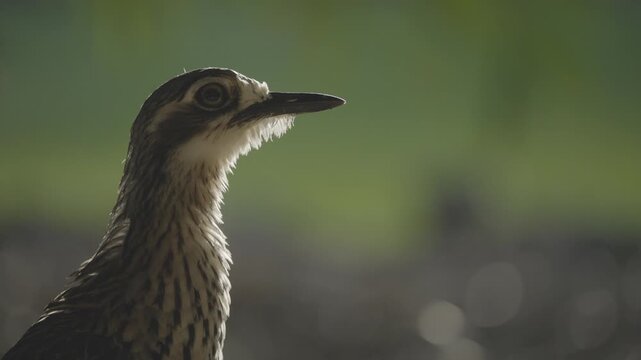 Soft light highlights the mottled feathers and long beak of a bush stone curlew in profile.