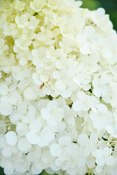 Macro texture tiny white hydrangea petals tightly clustered together forming lush flower surface.