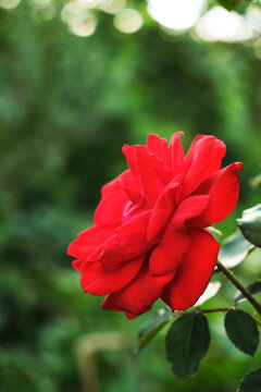 Side profile close up fully bloomed bright red rose set against soft blurred green background.