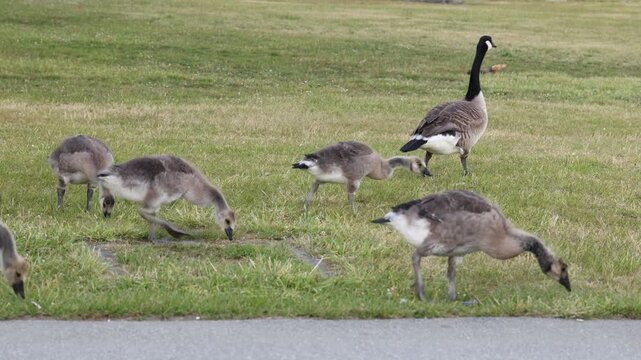 Large flock of Canadian geese and goslings searching for food, wildlife portrait