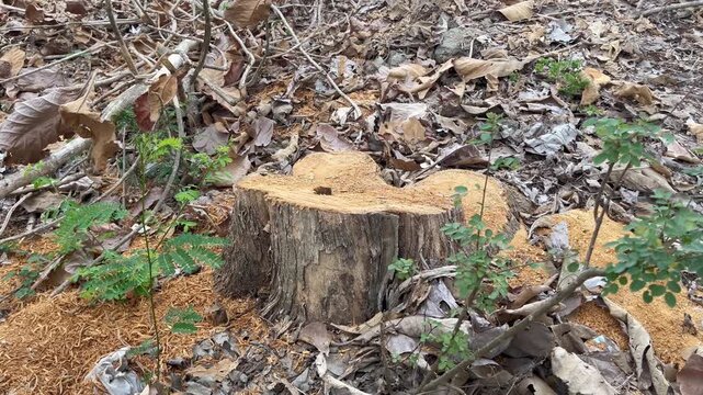 Freshly cut tree stump with orange sawdust on dry forest floor