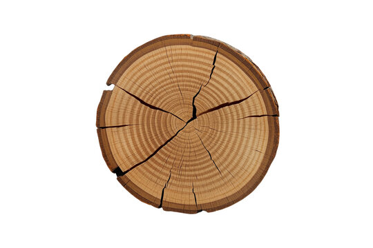 Round cracked tree trunk slice top view