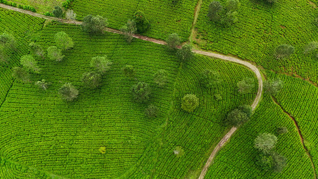Aerial view of the lush green Panawa tea plantation with rolling hills, neatly arranged tea bushes, and winding dirt paths in Garut, West Java, Indonesia.