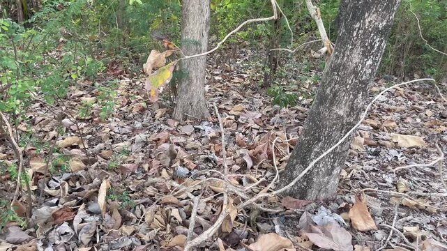Dry autumn leaves covering the forest floor with wild trees