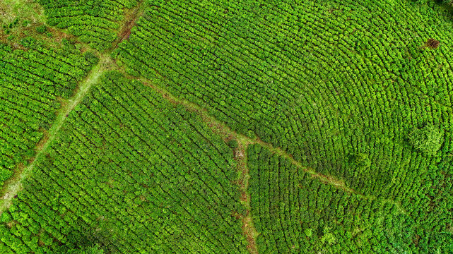 Aerial view of Panawa tea plantation with lush green rows and dirt paths in Garut, West Java, Indonesia.