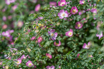 Fototapeta premium Wild pink briar roses blooming on leafy shrub in soft light