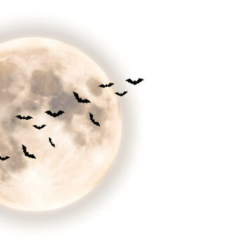 Crescent moon with flying black bats creates spooky nocturnal scene for halloween designs.