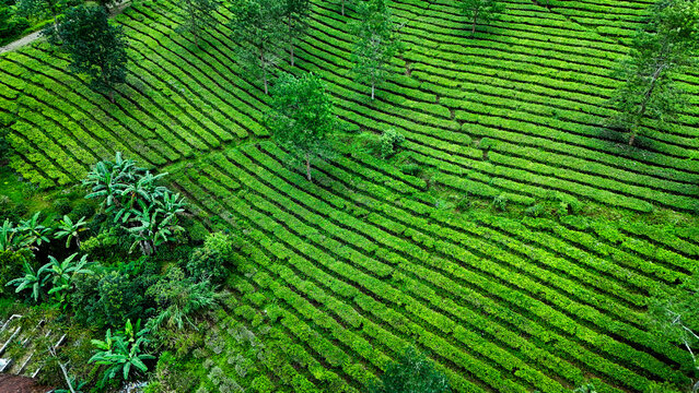 Aerial view of the lush green Panawa tea plantation with neatly arranged rows of tea bushes and scattered trees in Garut, West Java, Indonesia.