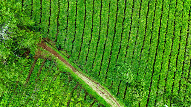 Aerial view of the lush green tea plantation in Panawa with neatly arranged rows of tea bushes and a dirt path winding through the fields in Garut, West Java, Indonesia.