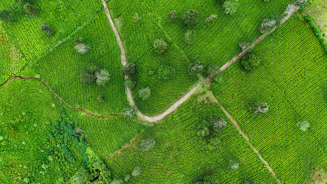 Aerial view of the lush green Panawa tea plantation with winding dirt paths and scattered trees in Garut, West Java, Indonesia.
