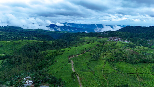 Aerial view of the lush green tea plantations of Panawa with winding paths and rolling hills under a cloudy sky in Garut, West Java, Indonesia.