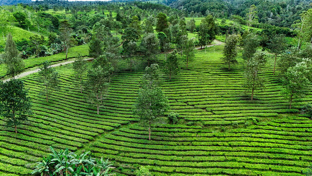 Aerial view of the lush green Panawa tea plantation with terraced rows of tea bushes, scattered trees, and a dirt path winding through the landscape in Garut, West Java, Indonesia.