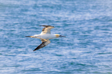 FOU DE BASSAN © Poils&Plumesphotos