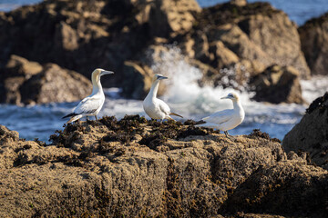 FOU DE BASSAN © Poils&Plumesphotos