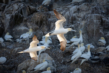 FOU DE BASSAN © Poils&Plumesphotos
