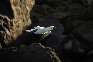FOU DE BASSAN © Poils&Plumesphotos