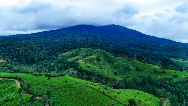 Aerial view of Mount Papandayan rising above lush green tea plantations and rolling hills near Panawa Village under a cloudy sky in Garut, West Java, Indonesia.