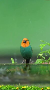 A vibrant orange headed tanager bird standing by a garden pond