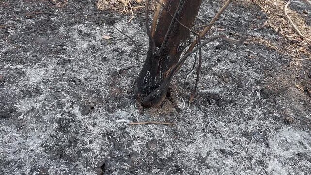 Charred Tree Trunk on Burnt Ground Covered in Ash