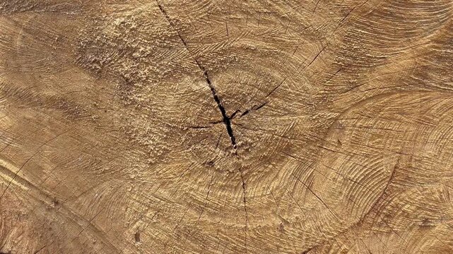 Macro Tree Rings Texture with Deep Cracks Background
