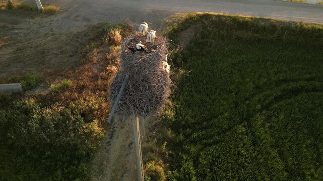 White Stork Nest in Green Agricultural Fields, Aerial Drone View of Rural Countryside