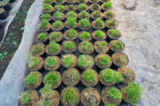 Green Selaginella Spikemoss Plants Growing in Black Pots, Nursery Farm Close Up