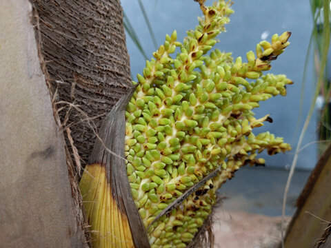 Coconut inflorescence on flowering tree. Green, creamy yellow flower buds blossoms. Large, branched flower cluster. Grows from leaf base inside tough, boat-shaped protective sheath called spathe