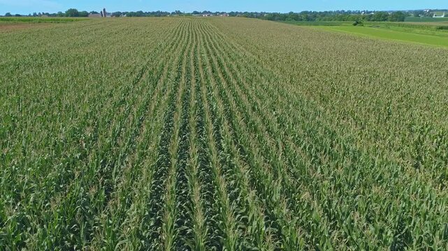 Aerial view gliding over vast green corn field in rural agricultural farmland.